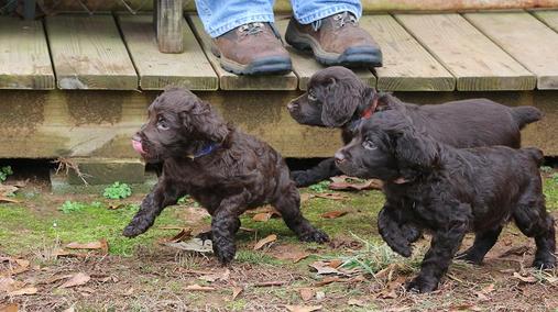 how many puppies do spaniels have